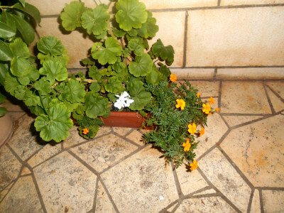 Cvijeće na kućnom pragu