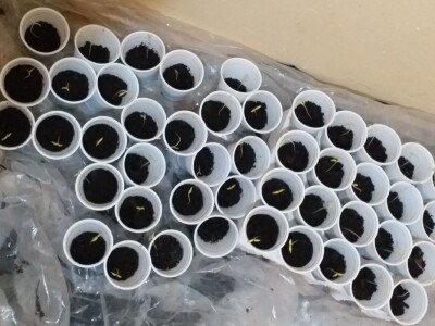 Dubravka Vujinović: Zadovoljni smo svojim počecima u plasteničkoj proizvodnji povrća Dubravka Vujinović: Zadovoljni smo svojim počecima u plasteničkoj proizvodnji povrća