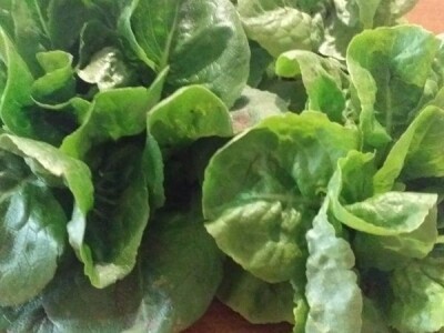 Dubravka Vujinović: Zadovoljni smo svojim počecima u plasteničkoj proizvodnji povrća Dubravka Vujinović: Zadovoljni smo svojim počecima u plasteničkoj proizvodnji povrća