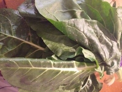 Dubravka Vujinović: Zadovoljni smo svojim počecima u plasteničkoj proizvodnji povrća Dubravka Vujinović: Zadovoljni smo svojim počecima u plasteničkoj proizvodnji povrća