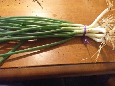 Dubravka Vujinović: Zadovoljni smo svojim počecima u plasteničkoj proizvodnji povrća Dubravka Vujinović: Zadovoljni smo svojim počecima u plasteničkoj proizvodnji povrća