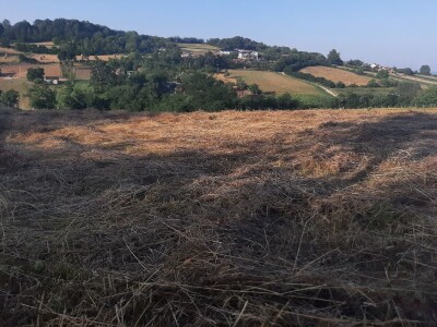 Đubrenjem livada dobija se kvalitetnije seno