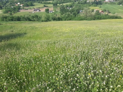 Đubrenjem livada dobija se kvalitetnije seno