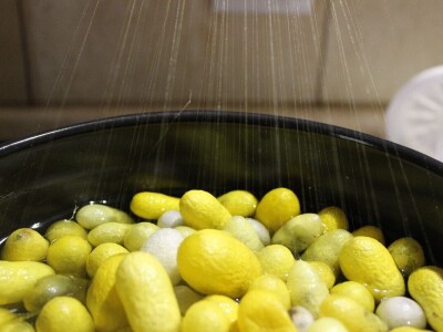 Dudov svilac kao kućni ljubimac