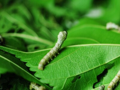 Dudov svilac kao kućni ljubimac