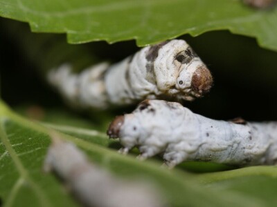 Dudov svilac kao kućni ljubimac