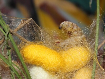 Dudov svilac kao kućni ljubimac