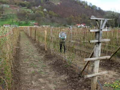 Malinjak Muniba Avdagića u Dugom Polju kod Srebrenice Malinjak Muniba Avdagića u Dugom Polju kod Srebrenice
