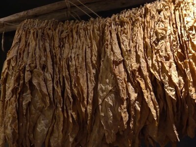 Kravica, krompir, duhan - simboli bh. grada koji je dobio ime po ženi