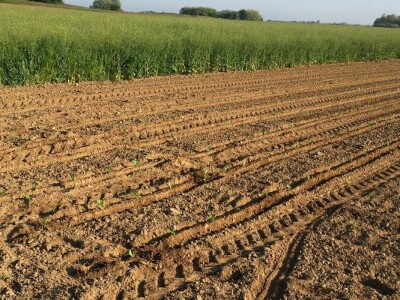 Posađen duhan u polju