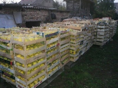 Dunje nakon berbe 2014.