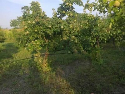 Zalivni sistem sačuvao dunju od letnjih suša