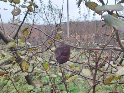 Dunje Dunje