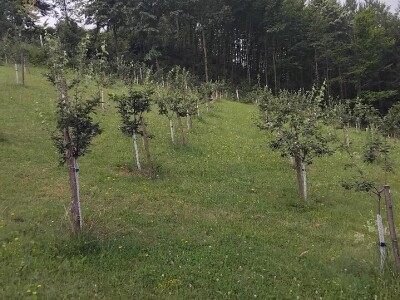 Dunje kod Steve Topića