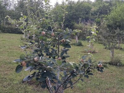 Dunje kod Steve Topića