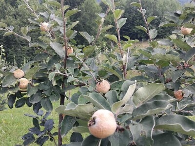 Dunje kod Steve Topića