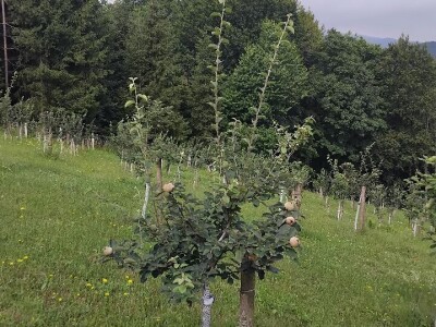 Dunje kod Steve Topića