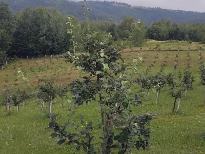 Dunje kod Steve Topića