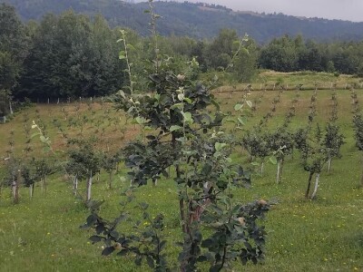 Dunje kod Steve Topića