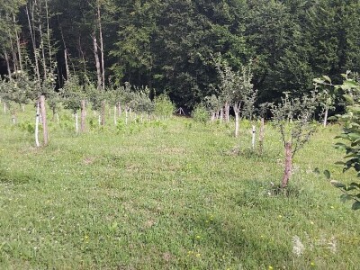 Dunje kod Steve Topića