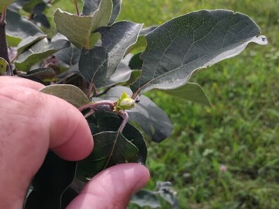 Dunje kod Steve Topića