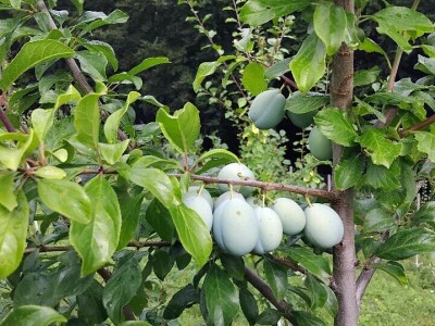 Dunje kod Steve Topića