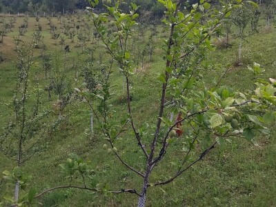 Dunje kod Steve Topića