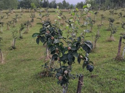 Dunje kod Steve Topića