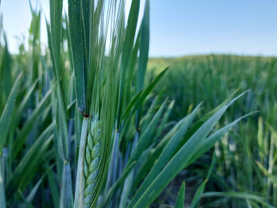 Durum pšenica tvrtke Mauthner
