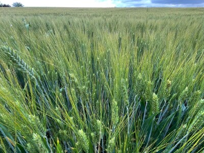 Durum pšenica tvrtke Mauthner