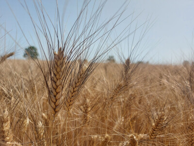 Durum pšenica tvrtke Mauthner