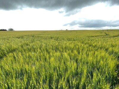 Durum pšenica tvrtke Mauthner