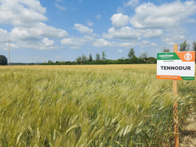 Durum pšenica tvrtke Mauthner