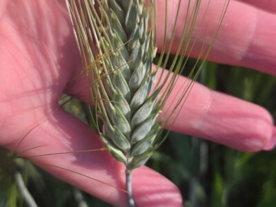 Durum pšenica tvrtke Mauthner