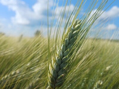 Durum pšenica tvrtke Mauthner