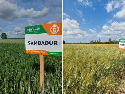 Durum pšenica tvrtke Mauthner