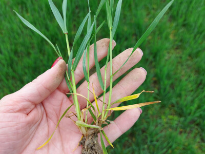 Durum pšenica tvrtke Mauthner