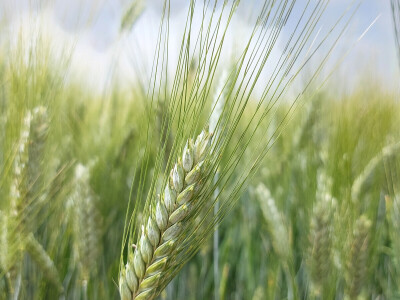 Durum pšenica tvrtke Mauthner