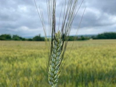 Durum pšenica tvrtke Mauthner