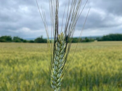 Durum pšenica tvrtke Mauthner