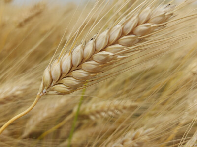 Durum pšenica tvrtke Mauthner