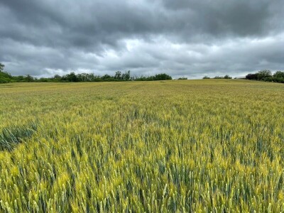 Durum pšenica tvrtke Mauthner