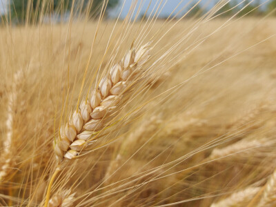 Durum pšenica tvrtke Mauthner