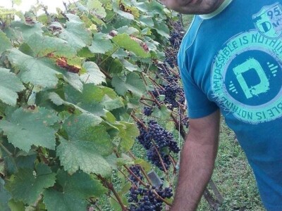 Dušan Dimitrijević od hobija napravio porodičnu vinariju