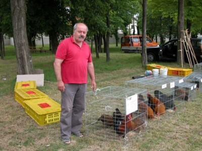 Dušan Petričević iz Lovreća uz svoje koke hrvatice na 10. županijskoj izložbi stoke Sinj 2015 Dušan Petričević iz Lovreća uz svoje koke hrvatice na 10. županijskoj izložbi stoke Sinj 2015
