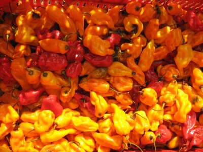 Dušan Vasić iz Topole posle devet godina u voćarstvu počeo da uzgaja i ljute papričice