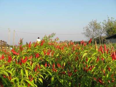 Dušan Vasić iz Topole posle devet godina u voćarstvu počeo da uzgaja i ljute papričice