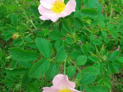 Dušanka Šurlan sa pekmezom od šipka pokrenula poslovnu ideju "Naše teglice" - i pobijedila Dušanka Šurlan sa pekmezom od šipka pokrenula poslovnu ideju "Naše teglice" - i pobijedila