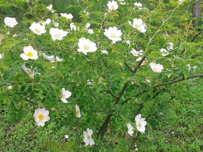 Dušanka Šurlan sa pekmezom od šipka pokrenula poslovnu ideju "Naše teglice" - i pobijedila Dušanka Šurlan sa pekmezom od šipka pokrenula poslovnu ideju "Naše teglice" - i pobijedila