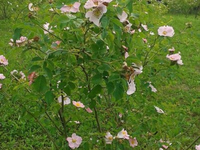 Dušanka Šurlan sa pekmezom od šipka pokrenula poslovnu ideju "Naše teglice" - i pobijedila Dušanka Šurlan sa pekmezom od šipka pokrenula poslovnu ideju "Naše teglice" - i pobijedila